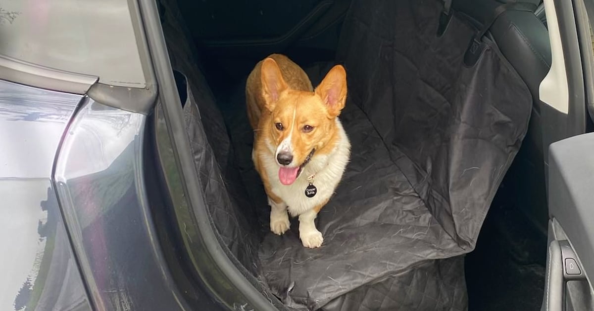 buying-my-dog-this-$33-car-seat-was-my-best-spontaneous-decision