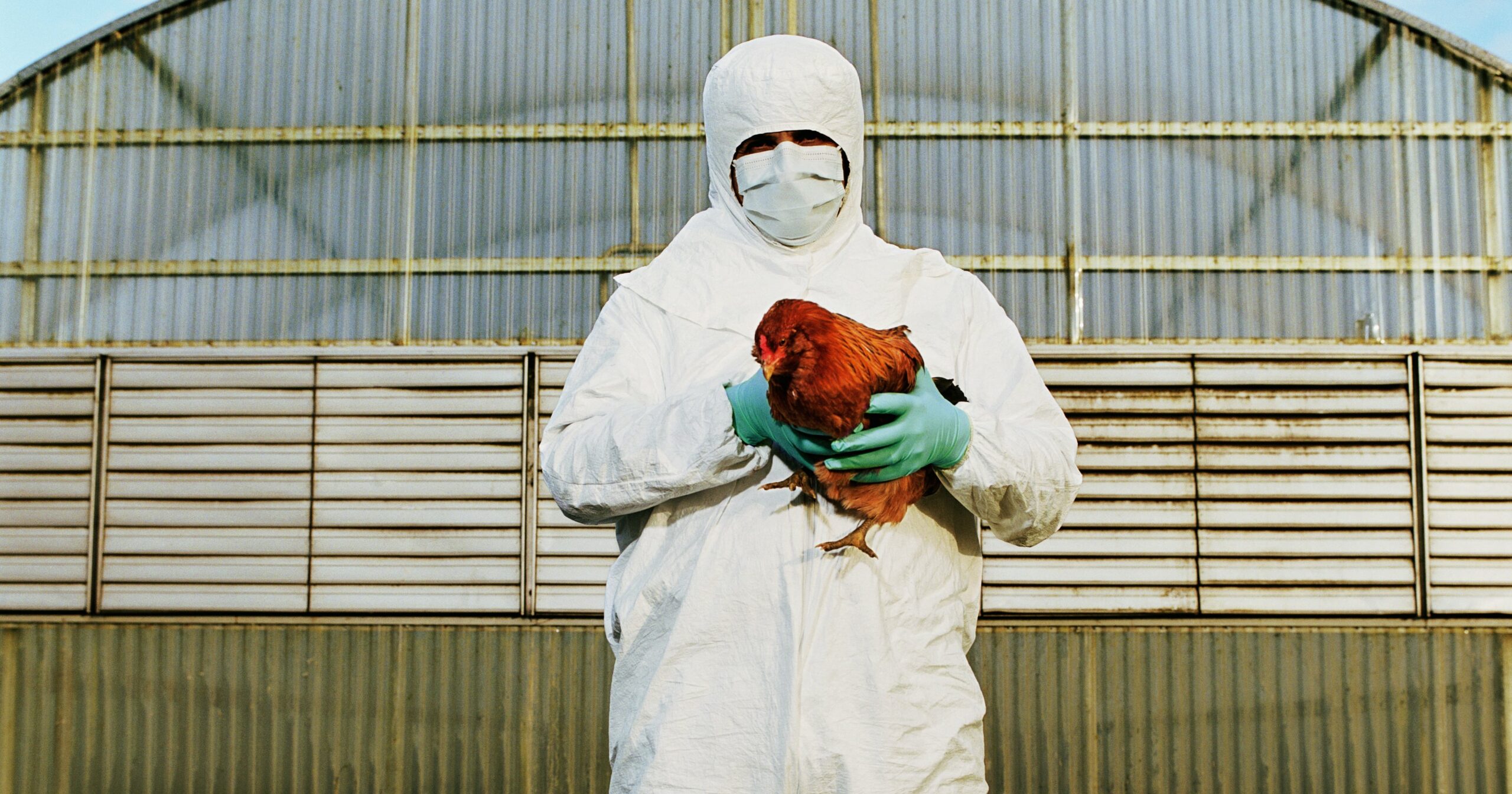 bird-flu-has-spread-to-cattle.-should-humans-be-concerned?