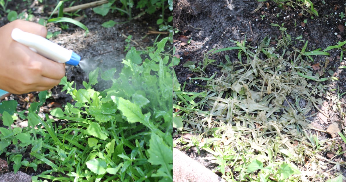 this-3-step-natural-weed-killer-is-easy-to-diy-–-and-really-works