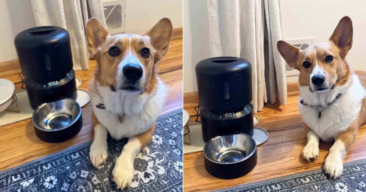 my-dog-agrees:-this-$60-pet-feeder-is-worth-every-penny