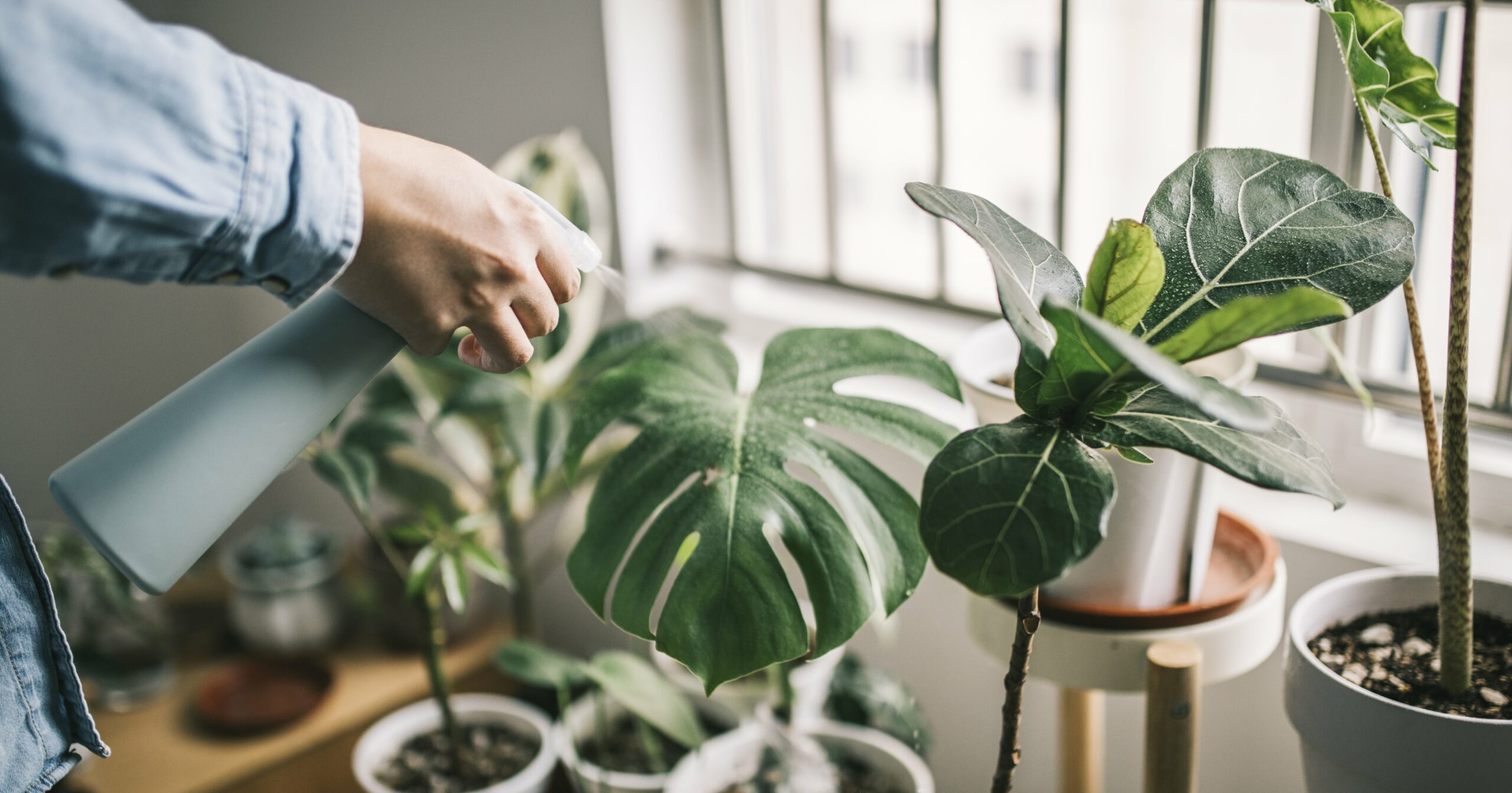 the-sex-appeal-of-dating-a-plant-dad