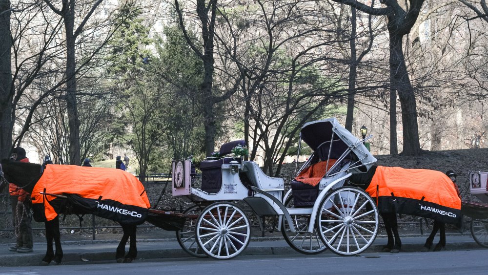 hawke-&-co.-‘dress’-central-park-horses-in-logoed blankets