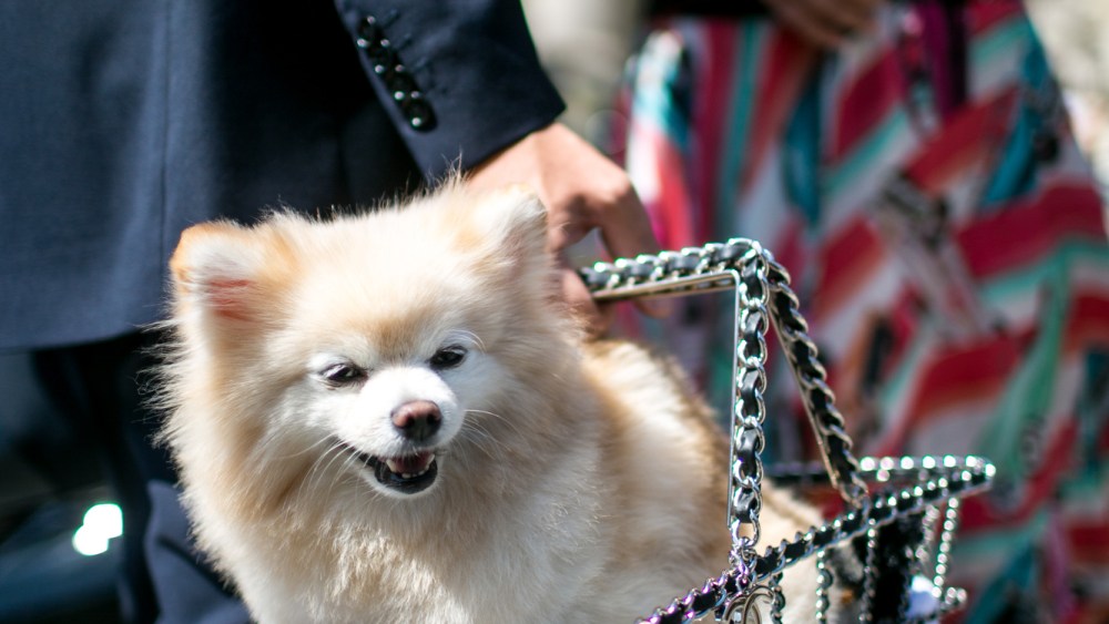 what’s-in-the-bag?-see-through-handbags-could-be-the-‘it’-bag-of-summer 2025