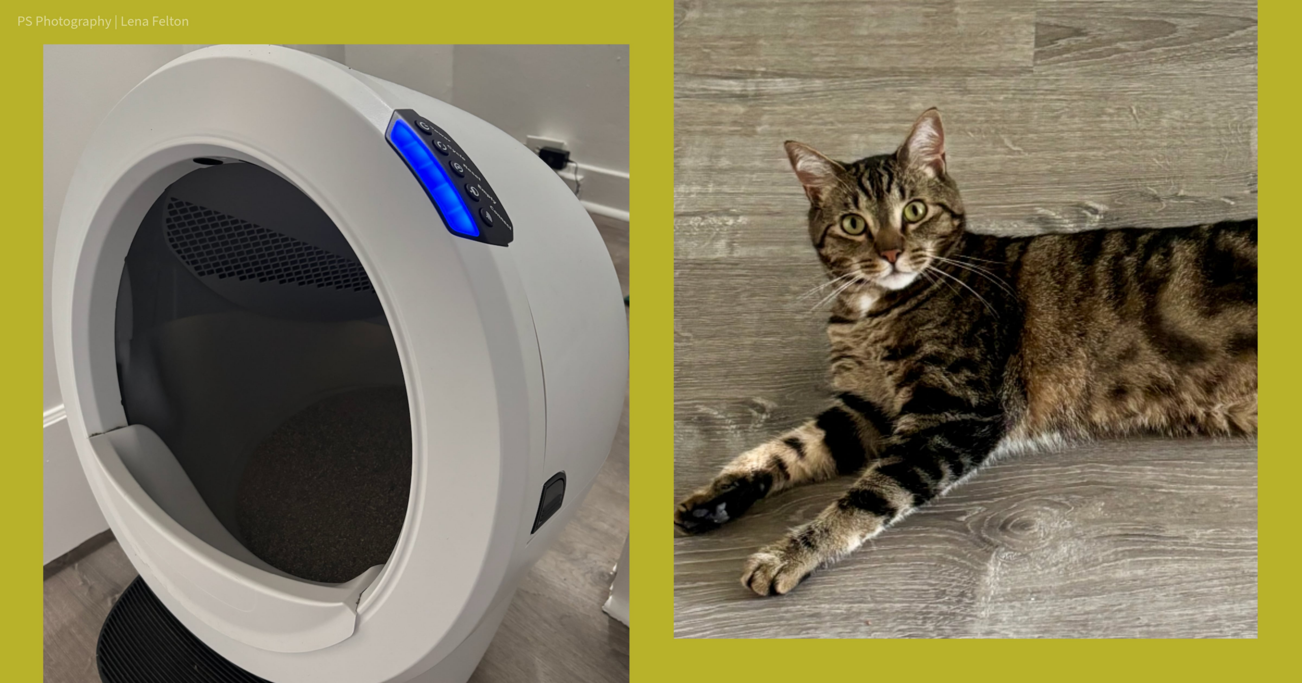 this-litter-robot-made-my-least-favorite-chore-disappear