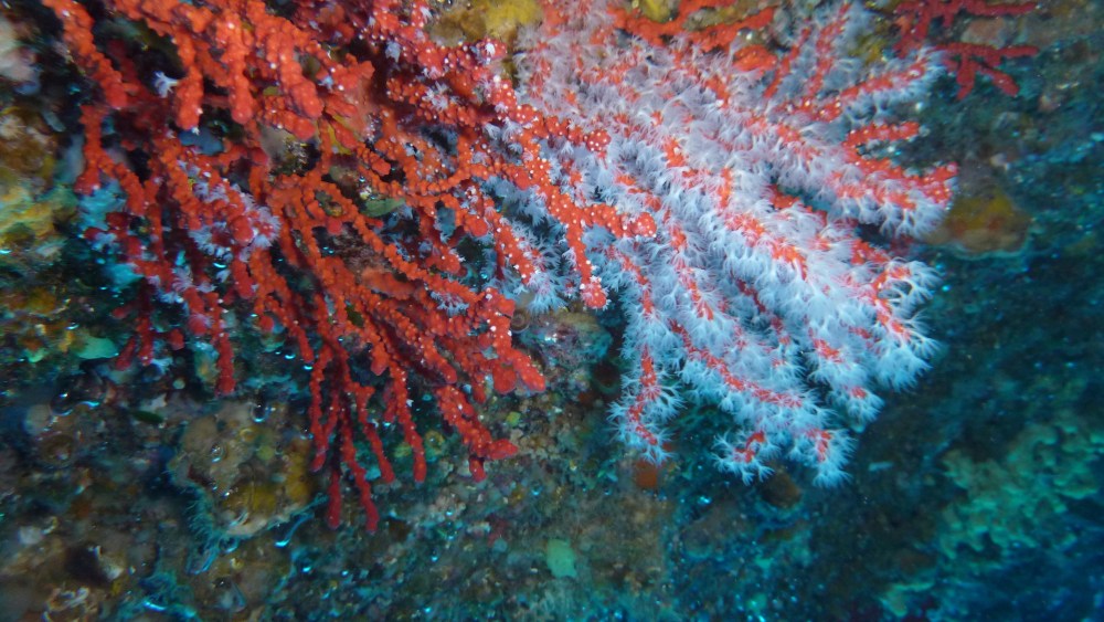 exclusive:-chanel-extends-red-coral-research-partnership-with-monaco-scientific center