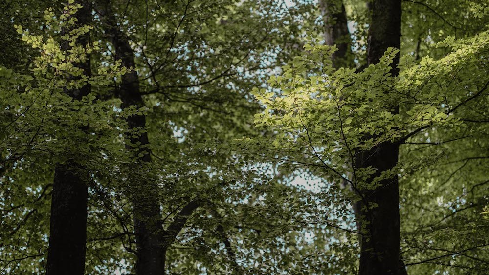 lenzing’s-annual-and-sustainability-report-highlights-esg-focused-investment-and innovation