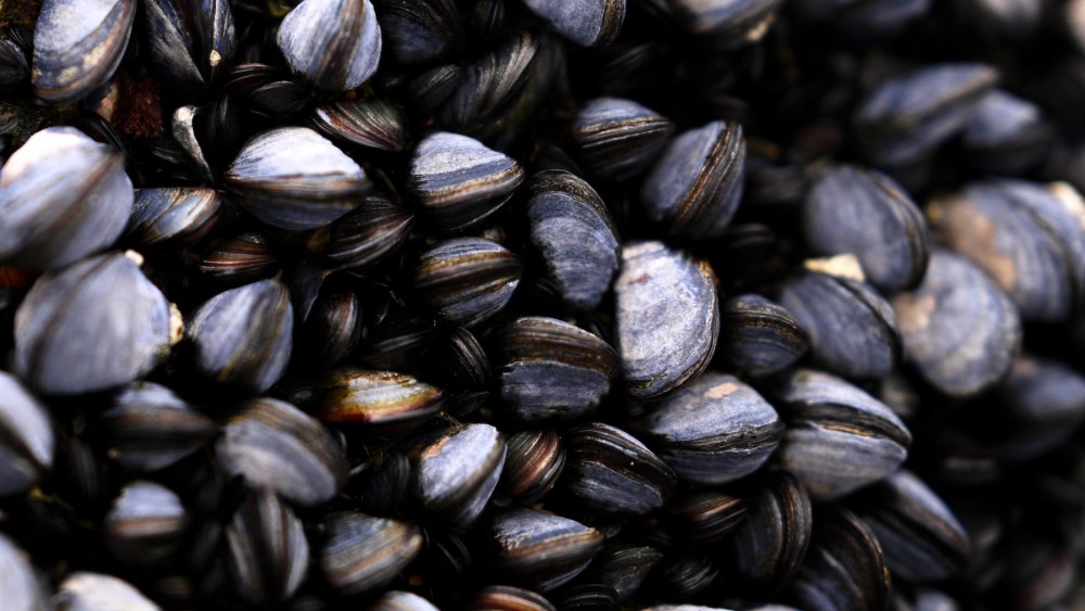mussels-and-mistletoe-inspire-next-gen materials