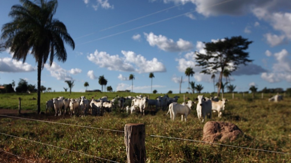 can-luxury-brands-afford-to-stay-silent-about-leather’s-exclusion-from-deforestation law?