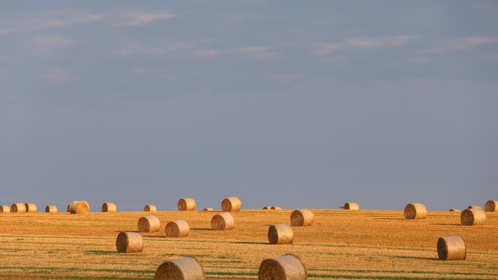 canopy-report-shows-potential-of-wheat-straw-for-fashion fibers