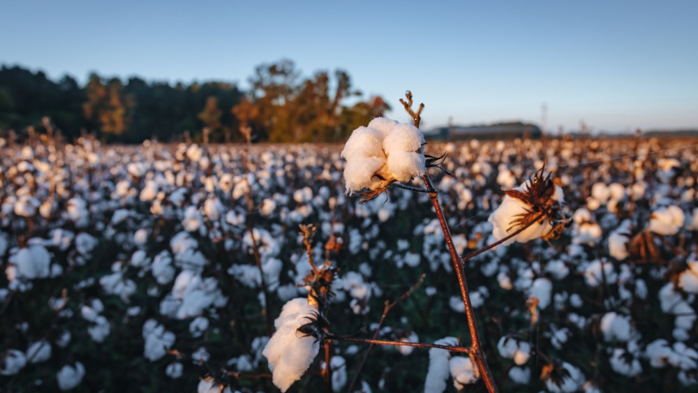 as-sustainability-concerns-rise,-consumers-favor-cotton-as-the-safest fiber