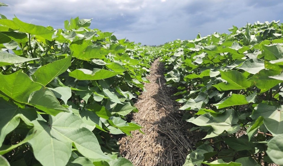 nearly-1-in-4-us-cotton-acres-provide-field-level-data-through-the-us-cotton-trust protocol