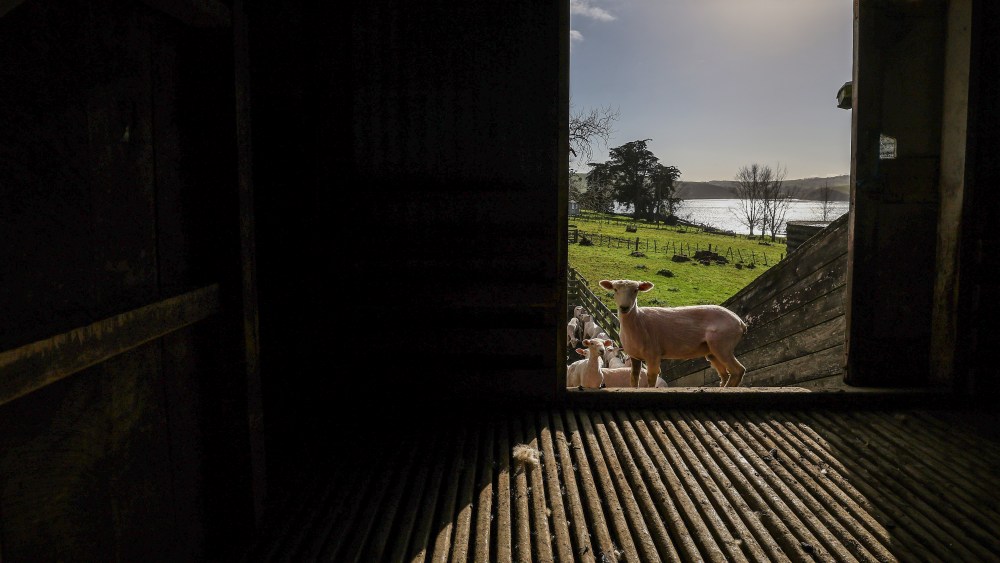 wool-is-a-tale-as-old-as-time-this-startup-wants-to-tell it.