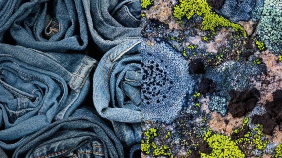 novonesis-targets-more-sustainable-denim-bleaching-with denibrite