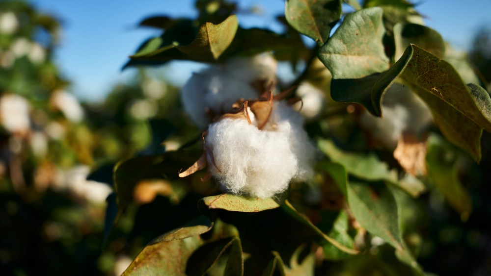 aid-by-trade-foundation-sees-major-increase-in-verified-sustainable-cotton farmers