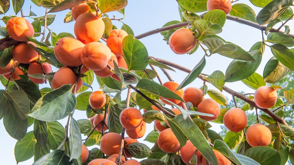 fruit-to-fabric:-how-denim-has-adopted-ancient-persimmon-based dyes