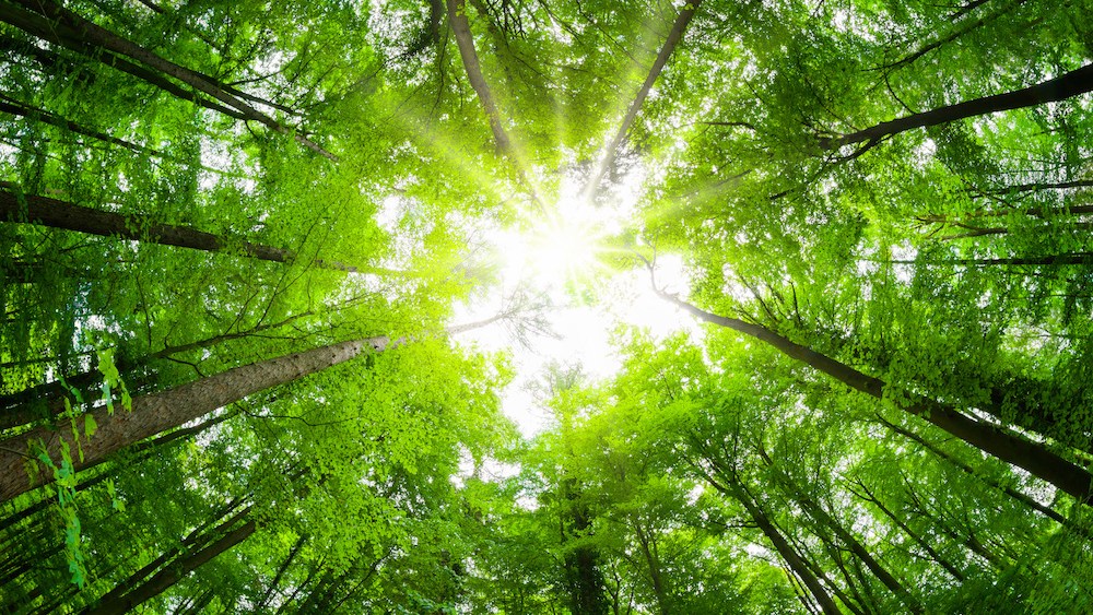 cellulosic-fibers-experience-a-year-in flux