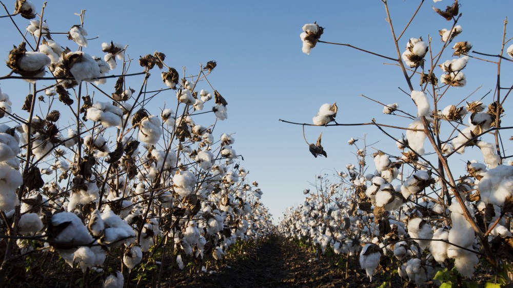 cftc’s-enforcement-retreat-leaves-us.-cotton-farmers exposed