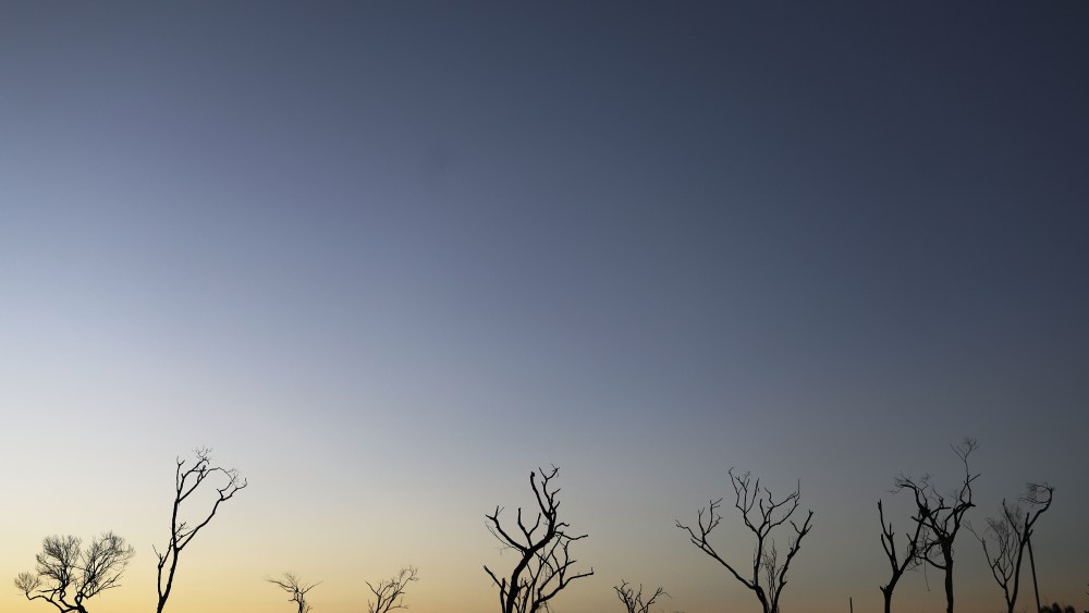 farm-rio-taps-veritree-to-gps-track-its-1-million-tree pledge