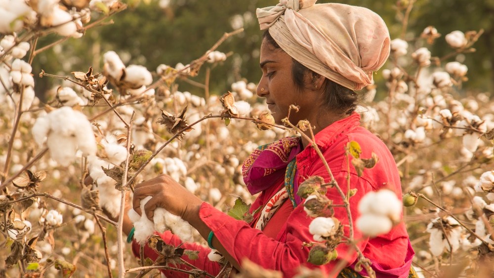 better-cotton-initiative-becomes-a-regenerative-standards system