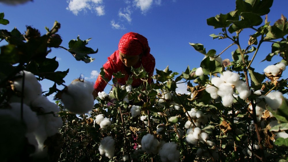 case-study-outlines-keys-to-scaling-organic-cotton-production-in pakistan